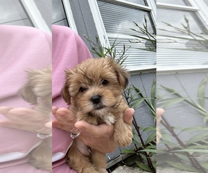 Morkie-Shih Tzu Mix Puppy for sale in VIRGINIA BEACH, VA, USA