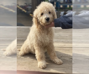 Poodle (Standard) Puppy for sale in CHOWCHILLA, CA, USA
