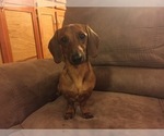 Small Photo #1 Dachshund Puppy For Sale in MILAN, TN, USA