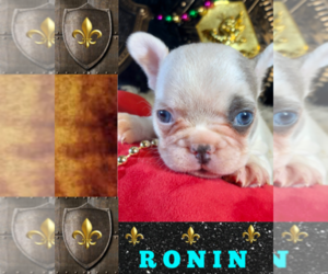 French Bulldog Puppy for sale in HEATHROW, FL, USA