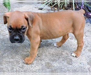 Boxer Puppy for Sale in CHESNEE, South Carolina USA