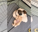 Small #2 Poochon