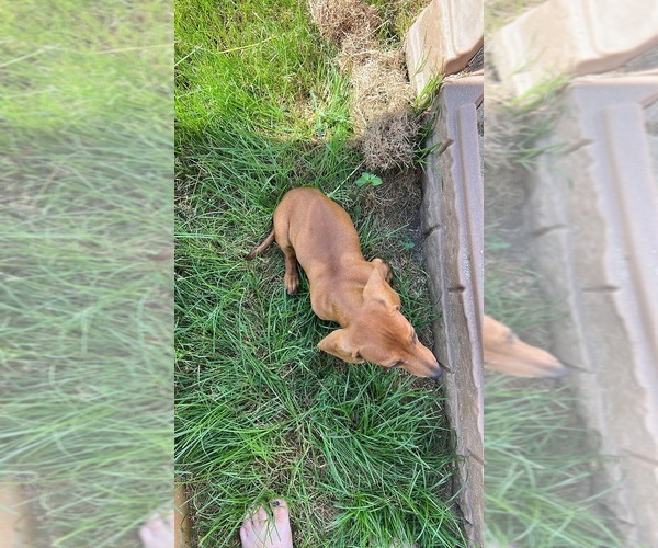 Medium Photo #6 Dachshund Puppy For Sale in HILLSBORO, KY, USA