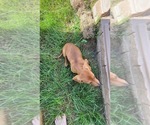 Small #5 Dachshund
