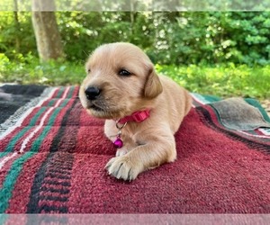 Golden Retriever Puppy for sale in KINGSPORT, TN, USA