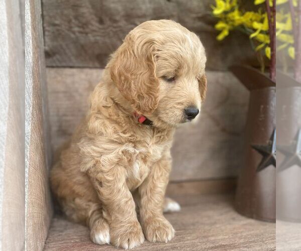 Medium Photo #2 Goldendoodle-Poodle (Miniature) Mix Puppy For Sale in MOHNTON, PA, USA