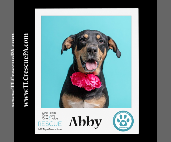Medium Photo #14 Mutt Puppy For Sale in Kimberton, PA, USA