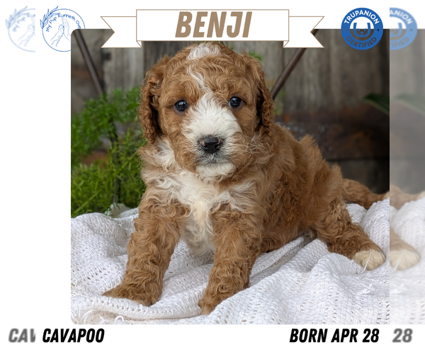 Medium Photo #61 Cavapoo Puppy For Sale in GOSHEN, IN, USA
