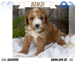 Small Photo #61 Cavapoo Puppy For Sale in GOSHEN, IN, USA