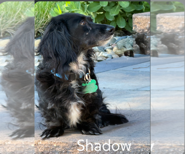 Medium Photo #2 Dachshund Puppy For Sale in Sioux Falls, SD, USA
