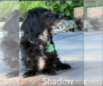 Small #1 Dachshund