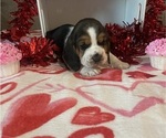 Puppy Romeo Basset Hound