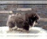 Small #11 Pomeranian
