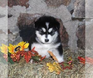 Alaskan Malamute Puppy for sale in CROGHAN, NY, USA