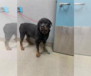 Rottweiler-Unknown Mix Dogs for adoption in Las Vegas, NV, USA