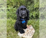 Small #2 Cocker Spaniel