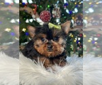 Small Photo #7 Yorkshire Terrier Puppy For Sale in ELMHURST, IL, USA