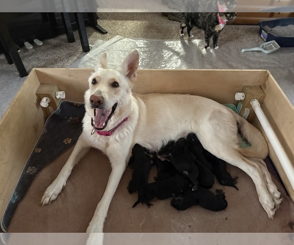 Medium Photo #1 German Shepherd Dog Puppy For Sale in METAMORA, MI, USA