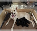Small German Shepherd Dog