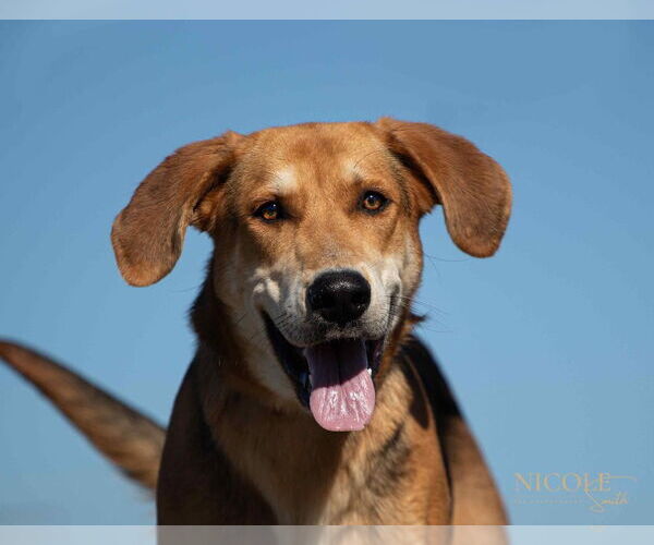 Medium Photo #2 German Shepherd Dog-Unknown Mix Puppy For Sale in Evansville, IN, USA