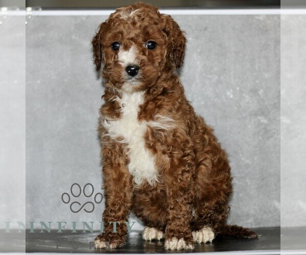 Medium Photo #4 Poodle (Miniature) Puppy For Sale in LEOLA, PA, USA