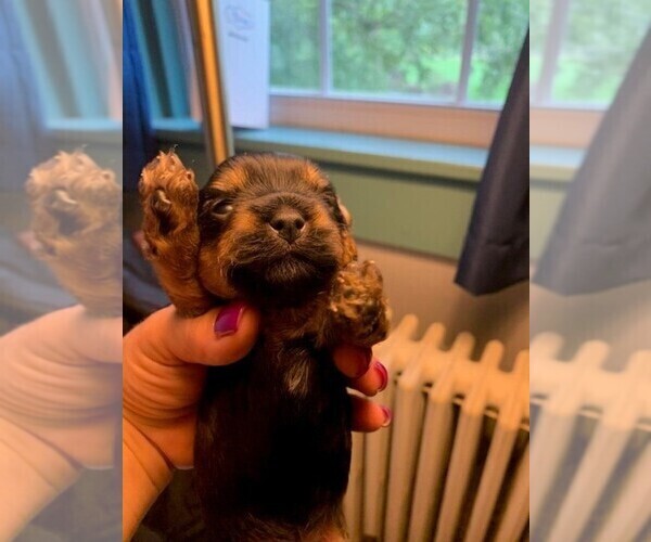 Medium Photo #5 Yorkshire Terrier Puppy For Sale in DARLINGTON, MD, USA