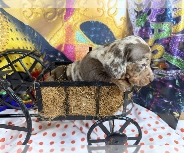 Medium Photo #10 Dachshund Puppy For Sale in CASSVILLE, MO, USA