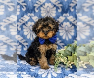 Poodle (Miniature) Puppy for sale in STRASBURG, PA, USA