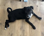 Small Mutt