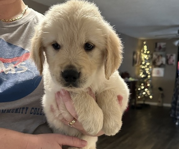 Medium Photo #1 Golden Retriever Puppy For Sale in HALEYVILLE, AL, USA