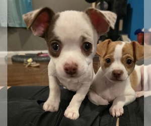 Chihuahua Puppy for sale in OREGON, WI, USA