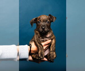 Mutt Dogs for adoption in Oakland Park , FL, USA