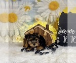 Small #2 Yorkshire Terrier