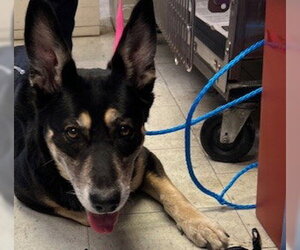 Gerberian Shepsky Dogs for adoption in Stockton, CA, USA