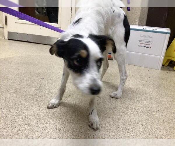 Medium Photo #1 Mutt Puppy For Sale in Riverside, CA, USA