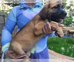 Small #6 Cane Corso