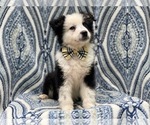 Small Photo #6 Australian Shepherd Puppy For Sale in LAKELAND, FL, USA