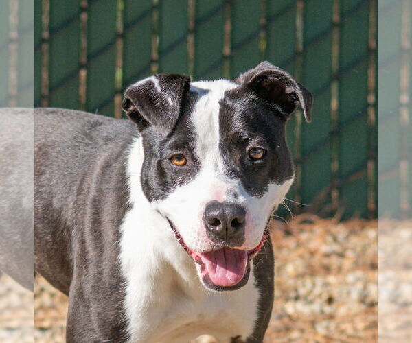 Medium Photo #3 Mutt Puppy For Sale in Hilton Head, SC, USA