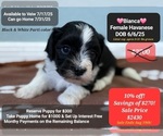 Small Havanese