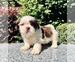 Puppy 3 Shih Tzu