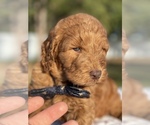 Small Photo #5 Goldendoodle Puppy For Sale in FROSTPROOF, FL, USA