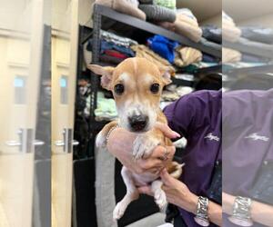 Jamye - Female Mutt Dog for Adoption - Photo #2