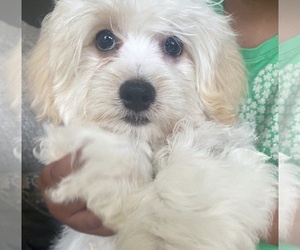 Maltipoo Puppy for sale in HEWITT, TX, USA