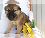 Small Photo #3 Boxer-Norwegian Elkhound Mix Puppy For Sale in SHILOH, OH, USA