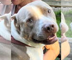 Small American Staffordshire Terrier