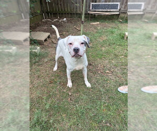 Medium Photo #2 American Bulldog Puppy For Sale in Jackson, MS, USA