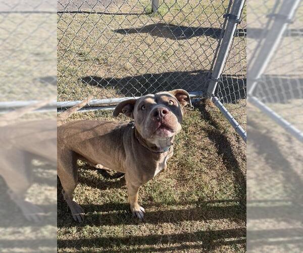 Medium Photo #1 American Pit Bull Terrier-Unknown Mix Puppy For Sale in Corpus Christi, TX, USA