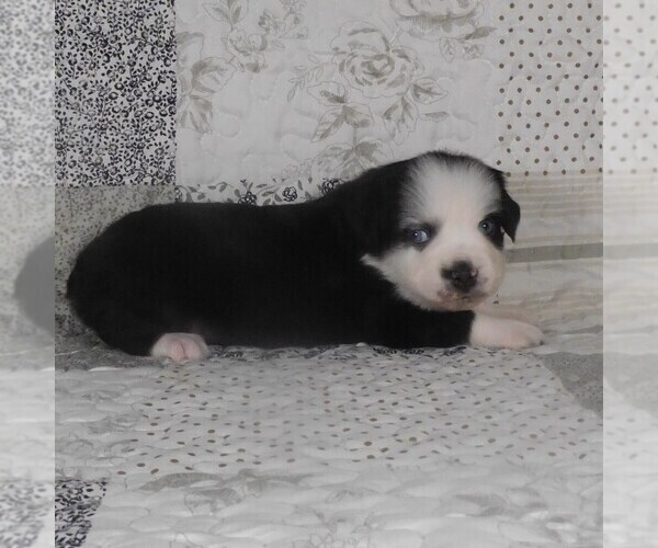 Medium Photo #9 Miniature Australian Shepherd Puppy For Sale in HARRISON, OH, USA