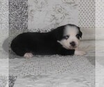 Small #8 Miniature Australian Shepherd