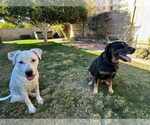Small #5 Dalmatian-Labrador Retriever Mix